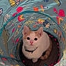 kitten, cat, play_tunnel, colorful, indoor, pet, animal, cute, curious, orange, white, collar, wide_eyes, floor, toys, patterned, flamingo, rainbow, paw_print, soft_lighting
