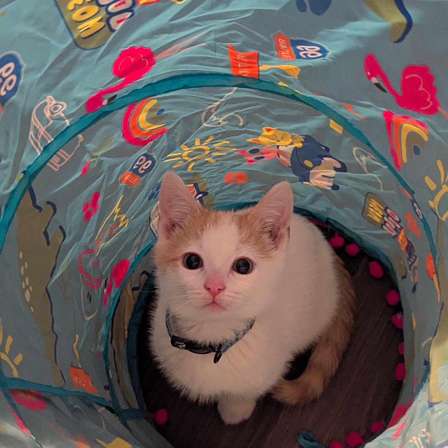 Canute joined the competition — help win amazing prizes! kitten, cat, play_tunnel, colorful, indoor, pet, animal, cute, curious, orange, white, collar, wide_eyes, floor, toys, patterned, flamingo, rainbow, paw_print, soft_lighting