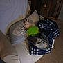 blanket, carpet, casual, chair, comfort, cozy, cushion, dog, furniture, green_shirt, home, indoor, nap, pet, plaid_blanket, relaxation, resting, sleeping, small_dog, wooden_wall