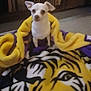 animal, blanket, carpet, companion, cozy, curious, cute, dog, ears, eyes, fur, indoor, pet, portrait, purple_blanket, small_dog, snout, tiger_design, white_dog, yellow_blanket