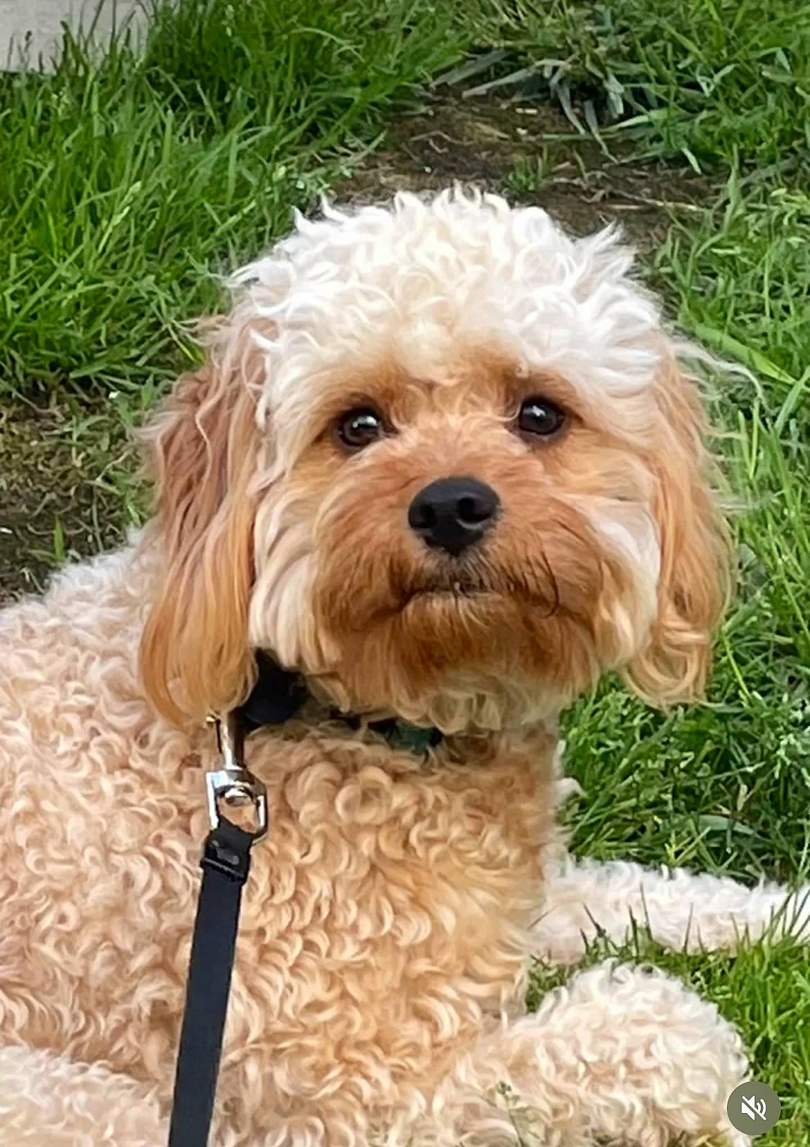 Kinsey joined the competition — help win amazing prizes! canidae, carnivore, companion_dog, dog, dog_breed, dog_collar, dog_supply, fur, labradoodle, liver, maltepoo, non_sporting_group, poodle, puppy, sporting_group, terrier, toy_dog, water_dog, working_animal, yorkipoo
