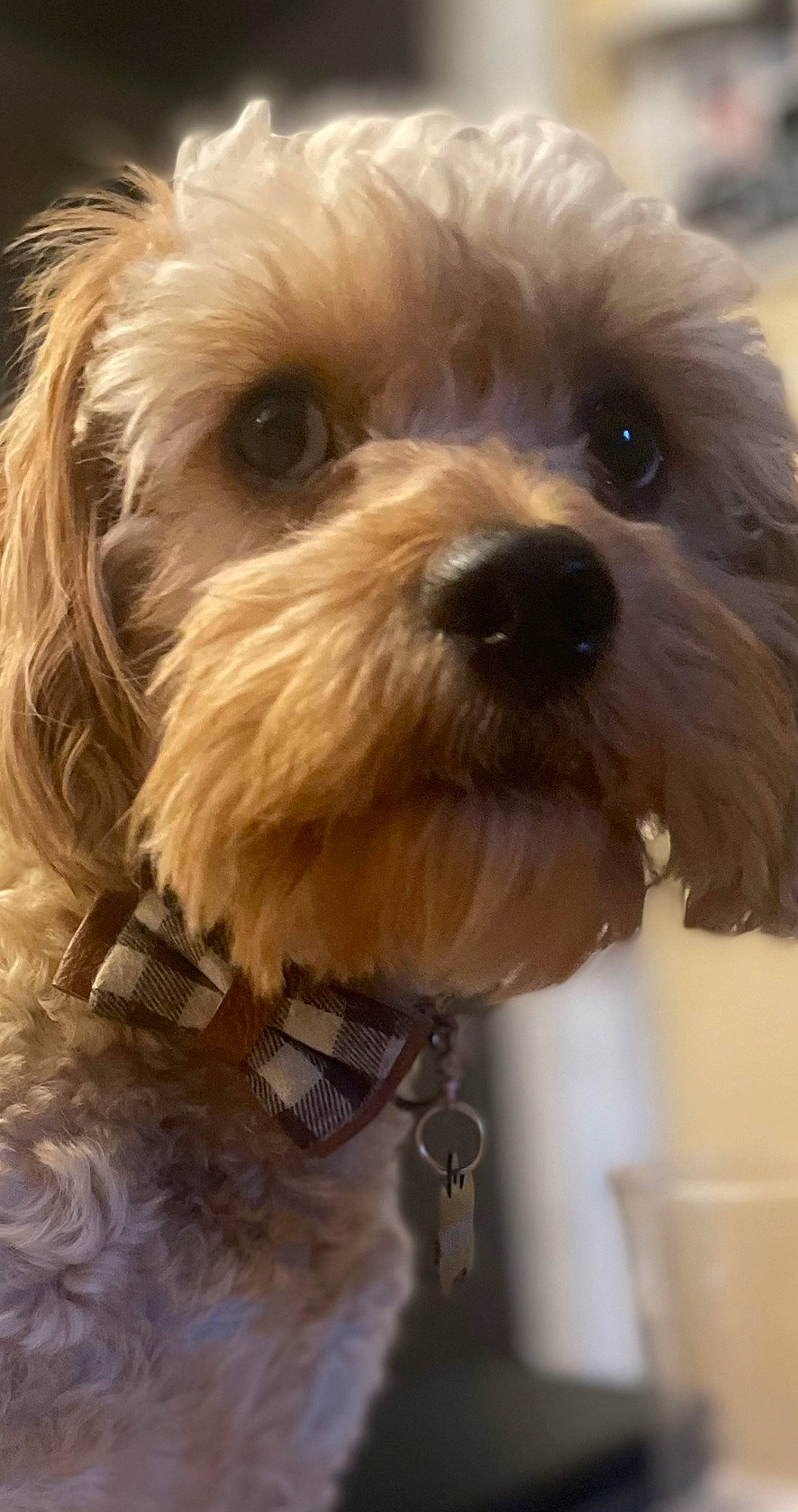 Kinsey is registered to the contest to win money with this photo: canidae, carnivore, companion_dog, dog, dog_breed, dog_collar, firefighter, fur, liver, maltepoo, puppy_love, shih_poo, small_terrier, snout, sporting_group, terrier, toy_dog, water_dog, working_animal, yorkipoo