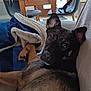 Tyson participe au concours pour gagner de l'argent avec cette photo : dog, blanket, couch, indoor, furniture, table, chair, window, bag, clothes, pile, door, floor, pet, relaxed, fur, ears, paw, home, cozy