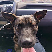 Tyson a rejoint le concours — aidez-le/la à gagner de superbes lots ! dog, tongue, car_interior, dashboard, blurred_background, pet, animal, close_up, happy, ears, seat, window, daylight, transport, vehicle, canine, panting, fur, snout, companion