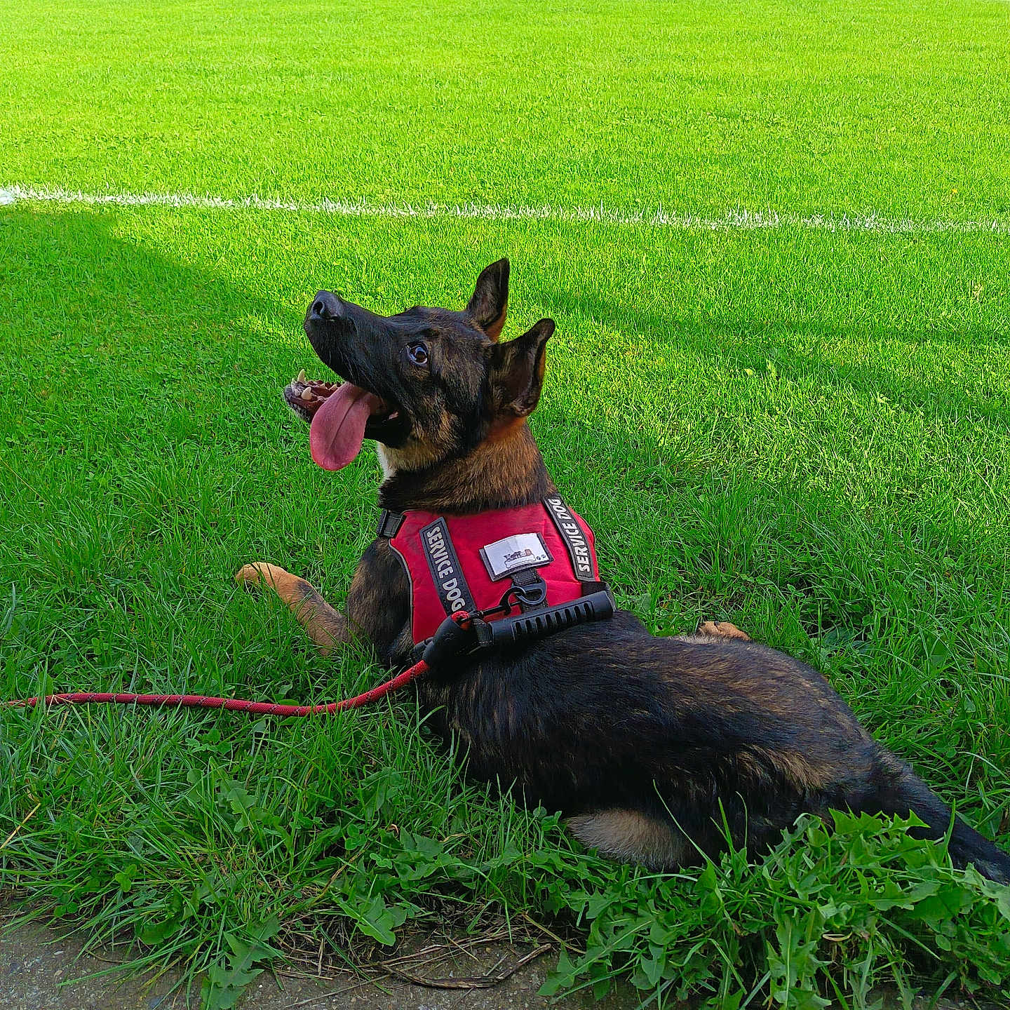 Tyson a rejoint le concours — aidez-le/la à gagner de superbes lots ! alert, animal, canine, dog, ears_up, field, grass, greenery, leash, nature, outdoor, pet, playful, resting, service_dog, side_view, summer, sunlight, tongue_out, working_dog