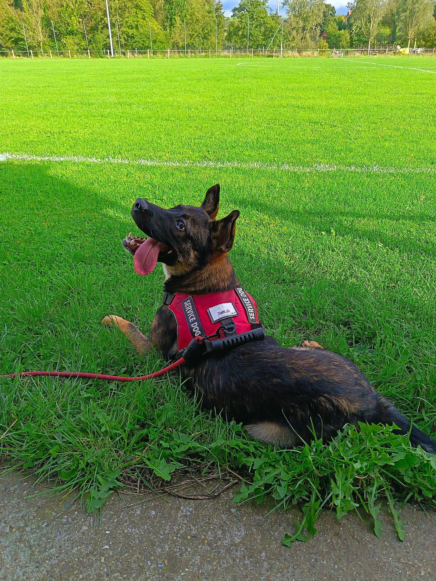 Tyson a rejoint le concours — aidez-le/la à gagner de superbes lots ! dog, service_dog, grass, outdoor, field, leash, animal, pet, canine, nature, sunlight, greenery, alert, tongue_out, ears_up, resting, side_view, working_dog, playful, summer