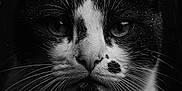 Volt a rejoint le concours — aidez-le/la à gagner de superbes lots ! animal, black_and_white, cat, close_up, cute, domestic_animal, eyes, face, fur, macro, monochrome, muzzle, nature, pet, portrait, rain, serious_expression, water_droplets, wet, whiskers