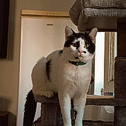 Volt participe au concours pour gagner de l'argent avec cette photo : animal, black_and_white, cat, cat_tree, curious, curtain, domestic, feline, fur, green_collar, home, horse_picture, indoor, pet, picture_frame, plush, refrigerator, whiskers, window, wood_floor