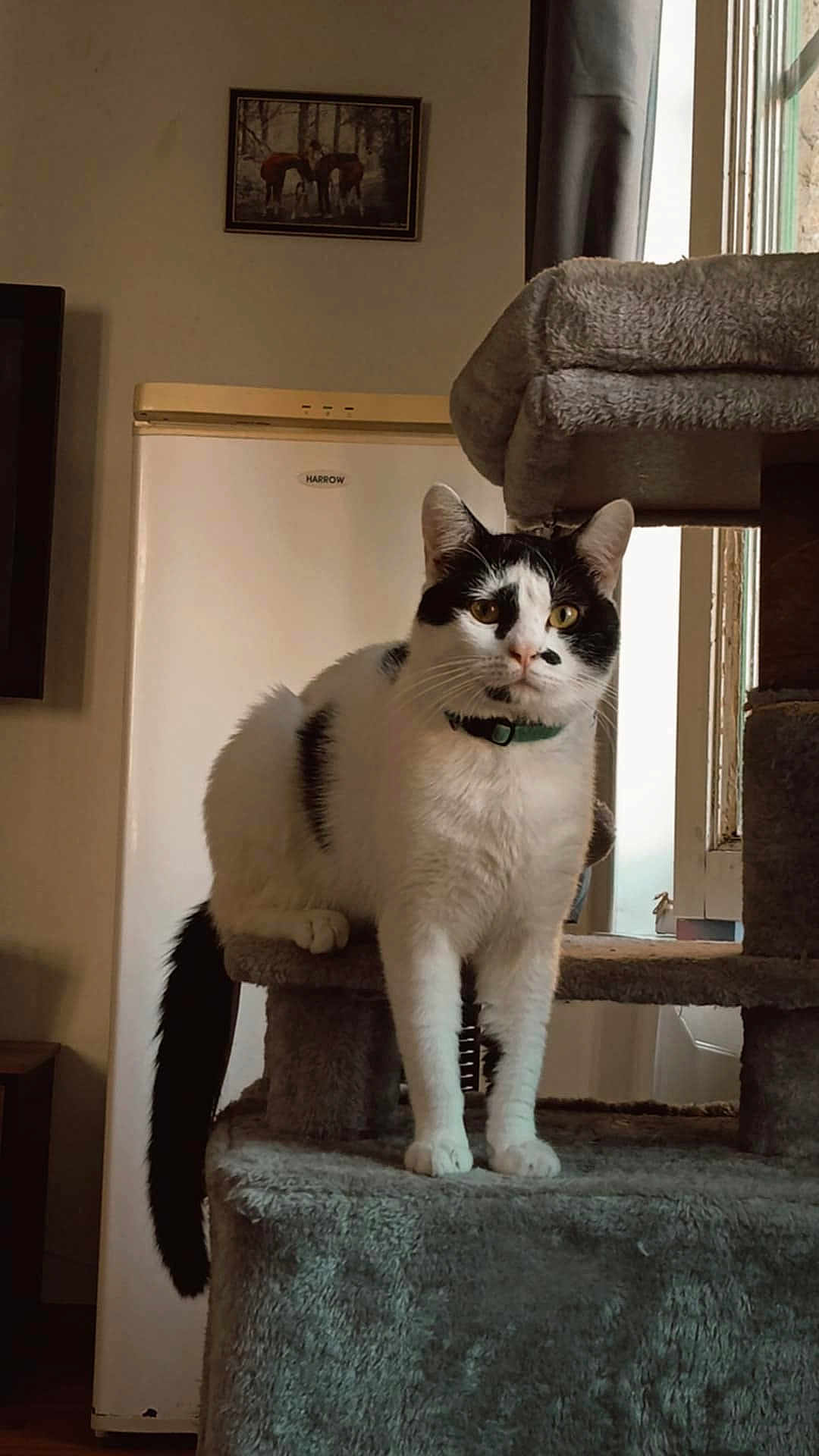 Volt participe au concours pour gagner de l'argent avec cette photo : animal, black_and_white, cat, cat_tree, curious, curtain, domestic, feline, fur, green_collar, home, horse_picture, indoor, pet, picture_frame, plush, refrigerator, whiskers, window, wood_floor