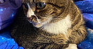 Mittens is registered to the contest to win money with this photo: cat, tabby, white_paws, pet, animal, feline, indoor, blanket, galaxy_pattern, blue, purple, fur, whiskers, cute, resting, cozy, closeup, mammal, portrait, curious