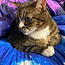 cat, tabby, white_paws, pet, animal, feline, indoor, blanket, galaxy_pattern, blue, purple, fur, whiskers, cute, resting, cozy, closeup, mammal, portrait, curious