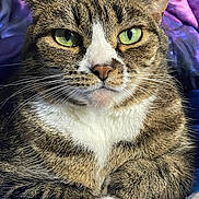 Mittens is registered to the contest to win money with this photo: cat, tabby, green_eyes, whiskers, fur, paws, pet, animal, close_up, portrait, indoor, resting, relaxed, cute, feline, mammal, domestic, striped, nose, ears