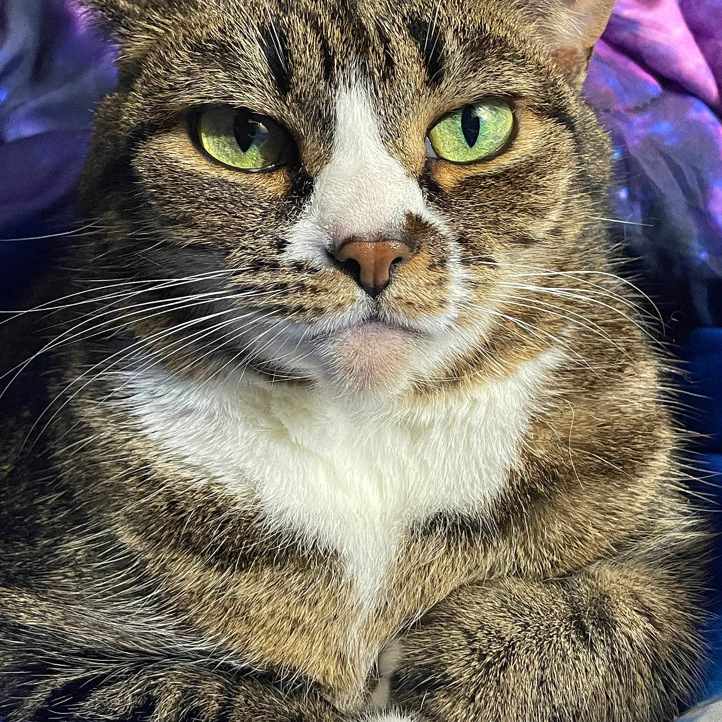 Mittens is registered to the contest to win money with this photo: cat, tabby, green_eyes, whiskers, fur, paws, pet, animal, close_up, portrait, indoor, resting, relaxed, cute, feline, mammal, domestic, striped, nose, ears