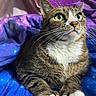 Mittens joined the competition — help win amazing prizes! cat, tabby_cat, green_eyes, white_paws, whiskers, pet, feline, indoor, blanket, purple_blanket, blue_blanket, close_up, cute, animal, domestic_cat, resting, soft_fur, curious, looking_up, cozy