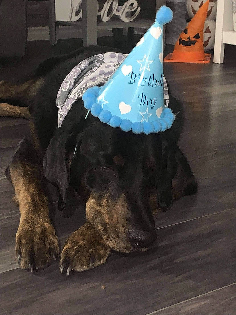 Chase is registered to the contest to win money with this photo: carnivore, companion_dog, cone, dog, dog_breed, electric_blue, fashion_accessory, fawn, felidae, flooring, hardwood, hat, party_hat, small_to_medium_sized_cats, sporting_group, tail, umbrella, wing, wood, working_animal