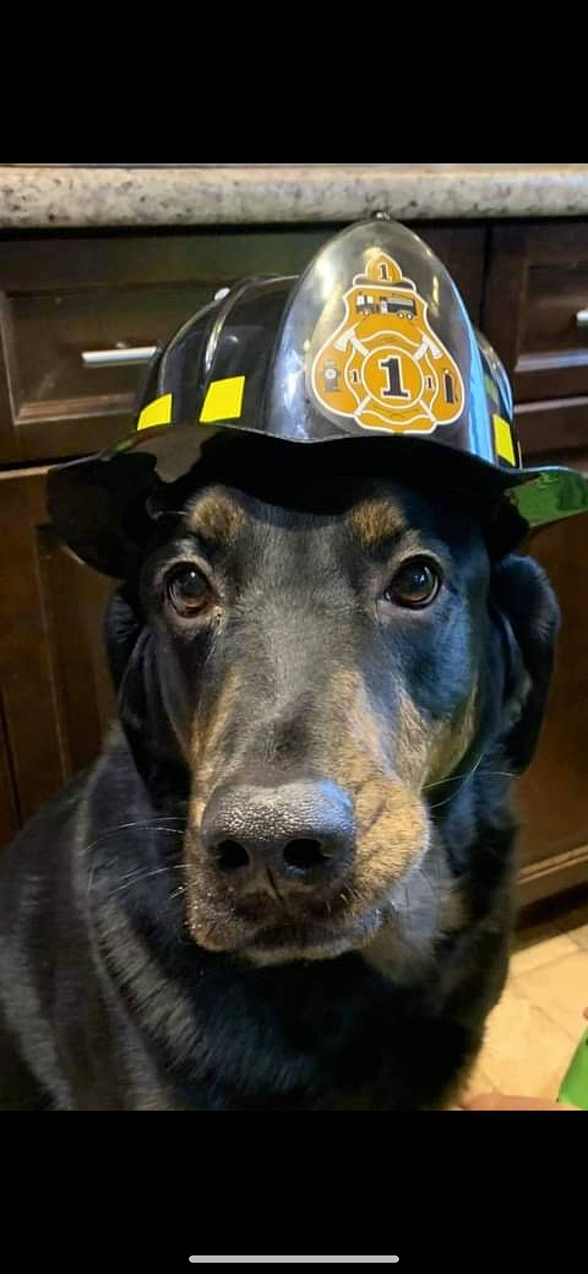 Chase joined the competition — help win amazing prizes! canidae, carnivore, collar, companion_dog, dog, dog_breed, electric_blue, fashion_accessory, firefighter, fur, hat, helmet, personal_protective_equipment, pet_supply, security, service, snout, sporting_group, whiskers, working_animal