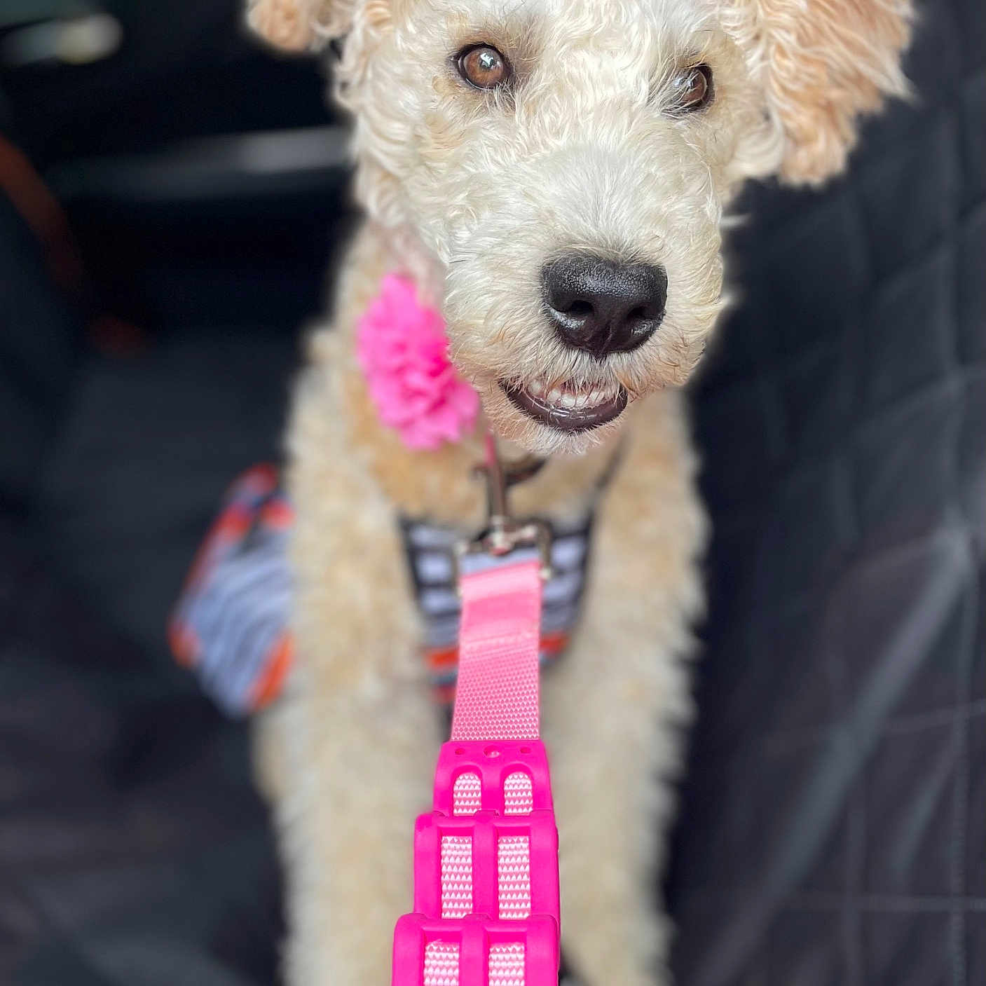 Miss Emily Wheaton