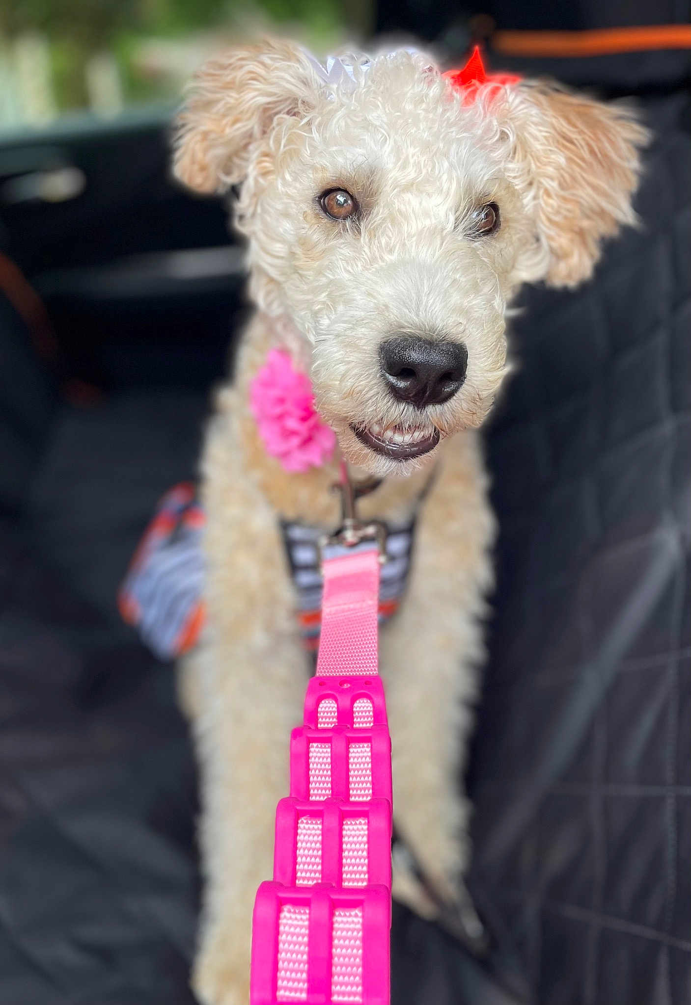 Miss Emily Wheaton