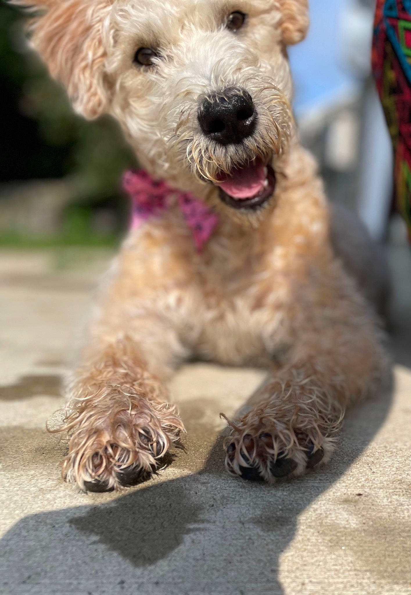 Miss Emily Wheaton is registered to the contest to win money with this photo: carnivore, collar, companion_dog, dog, dog_breed, dog_collar, dog_supply, grass, labradoodle, maltepoo, non_sporting_group, small_terrier, snout, soil, sporting_group, terrestrial_animal, terrier, toy_dog, water_dog, working_animal