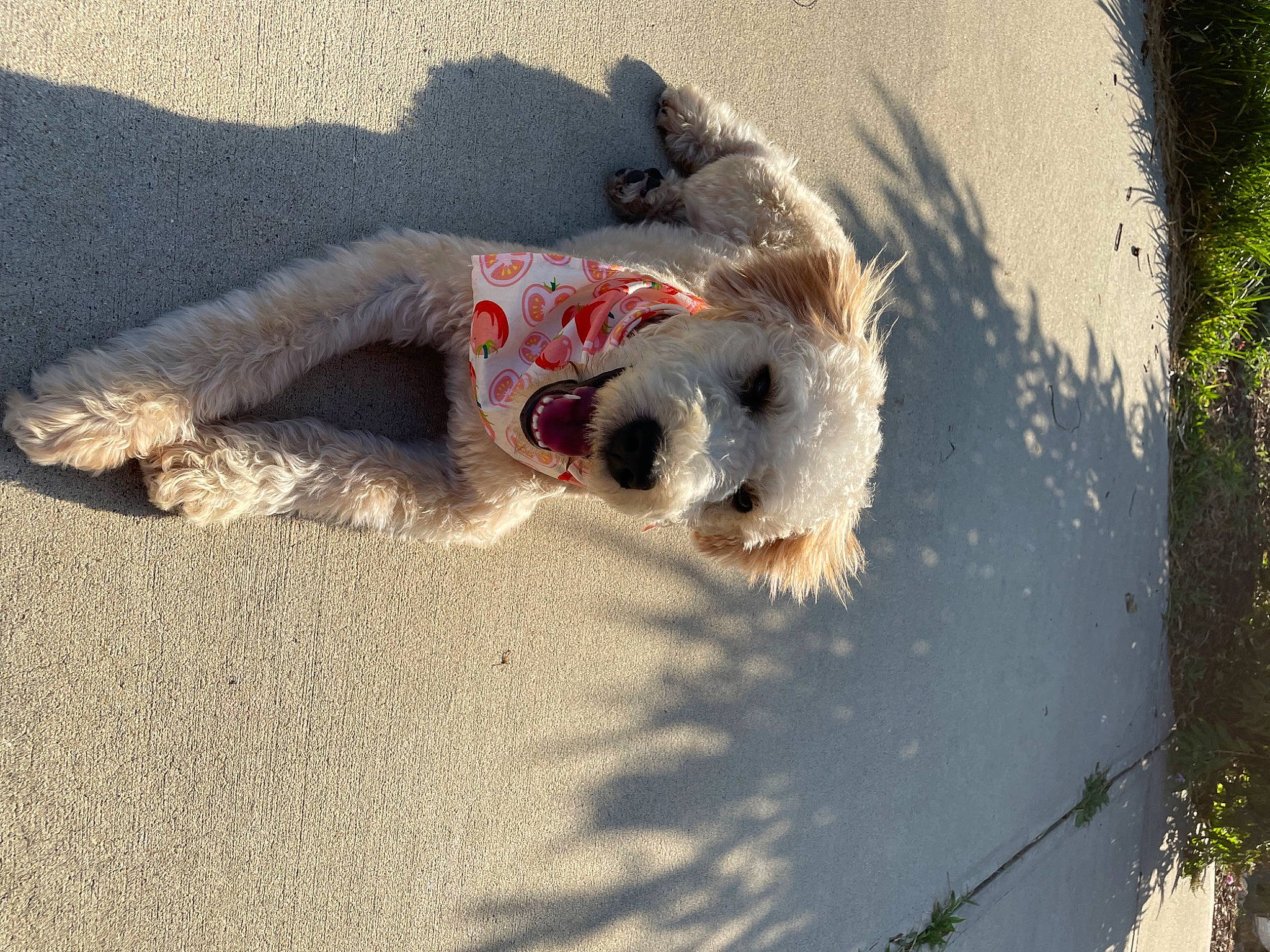 Miss Emily Wheaton is registered to the contest to win money with this photo: asphalt, canidae, carnivore, companion_dog, dog, dog_breed, dog_clothes, fawn, fur, grass, plant, road, road_surface, sidewalk, snout, sporting_group, sunglasses, tail, toy, toy_dog