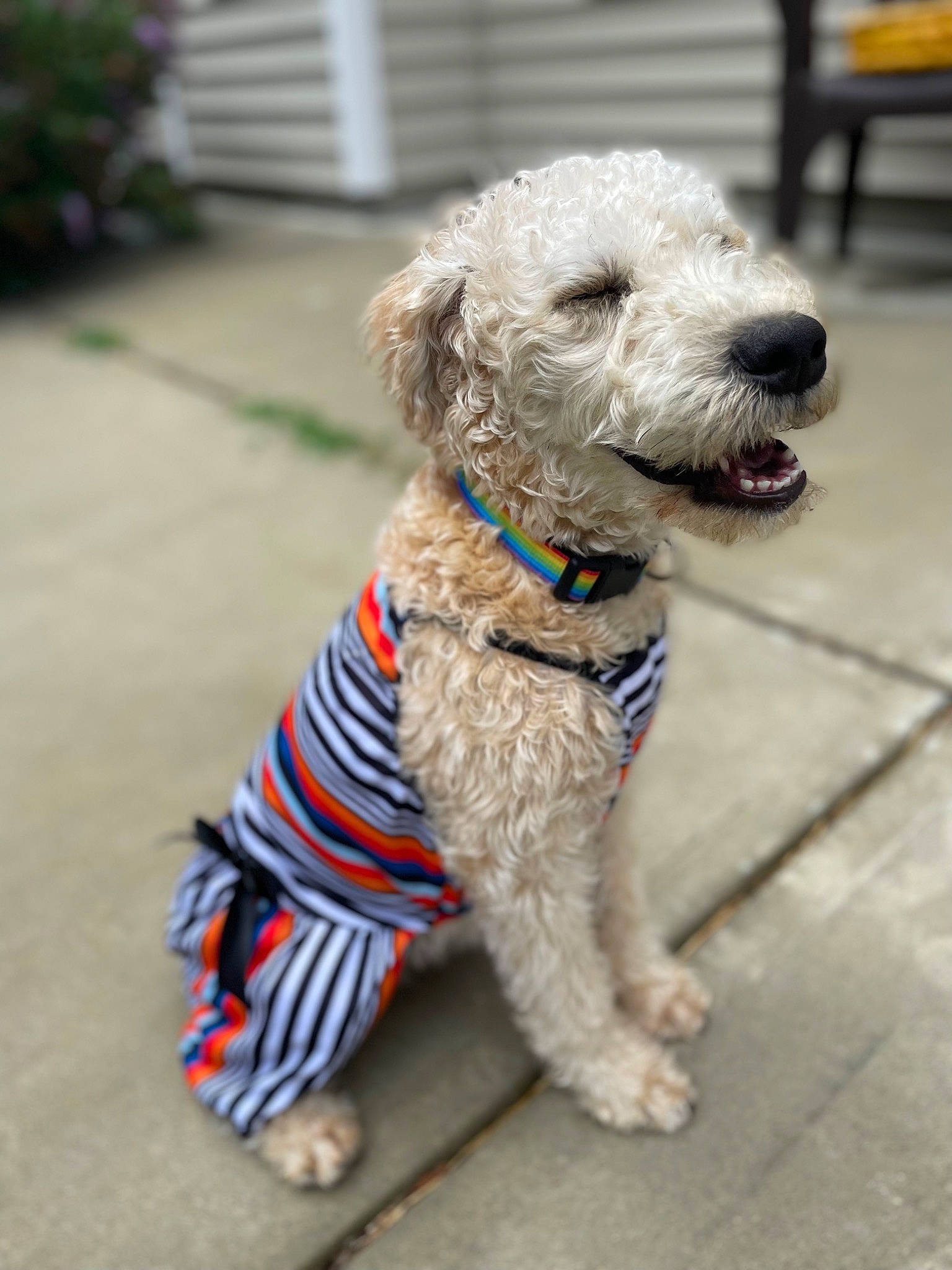 Miss Emily Wheaton is registered to the contest to win money with this photo: canidae, carnivore, collar, companion_dog, dog, dog_breed, dog_clothes, dog_collar, dog_supply, fashion_accessory, fur, leash, plant, small_terrier, snout, sporting_group, terrier, toy_dog, water_dog, working_animal