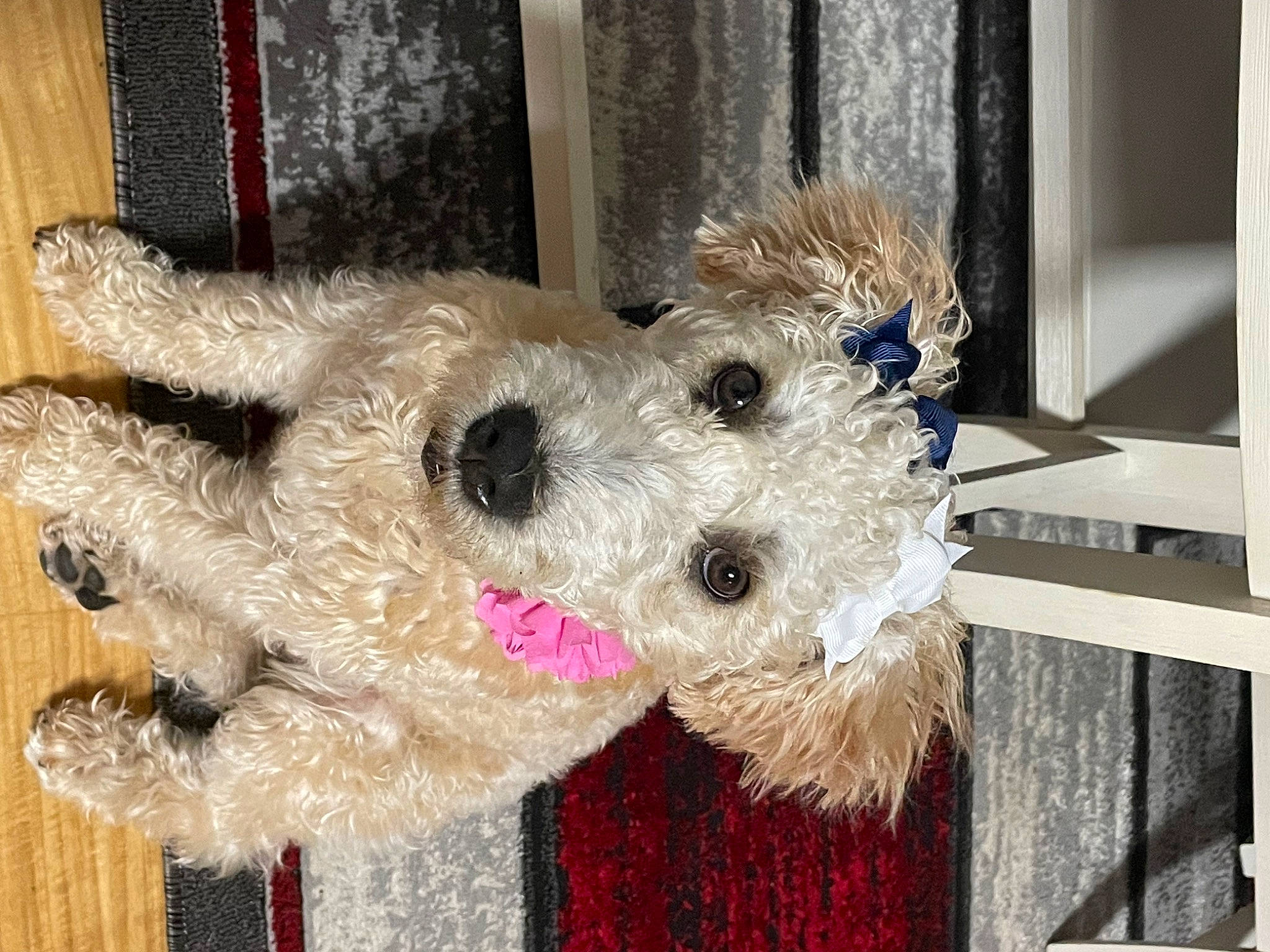 Miss Emily Wheaton is registered to the contest to win money with this photo: canidae, carnivore, collar, companion_dog, dog, dog_breed, dog_clothes, dog_supply, fawn, fur, lakeland_terrier, pet_supply, plush, snout, sporting_group, stuffed_toy, teddy_bear, terrier, toy, working_animal
