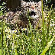Miller participe au concours pour gagner de l'argent avec cette photo : cat, grass, daisy, flower, garden, outdoor, sunlight, greenery, feline, pet, nature, animal, whiskers, fur, closeup, summer, leaf, plant, meow, wild