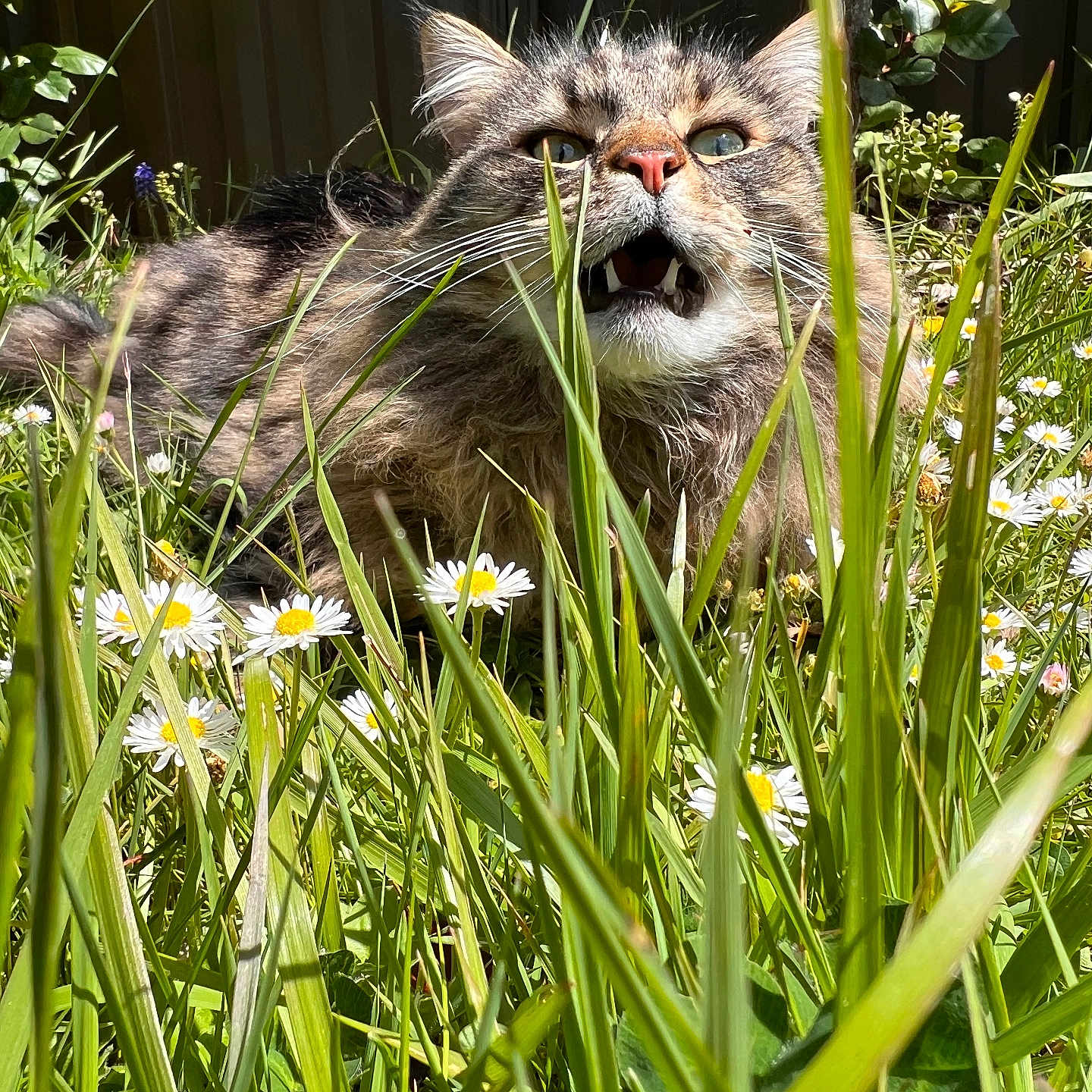 Miller participe au concours pour gagner de l'argent avec cette photo : animal, cat, closeup, daisy, feline, flower, fur, garden, grass, greenery, leaf, meow, nature, outdoor, pet, plant, summer, sunlight, whiskers, wild