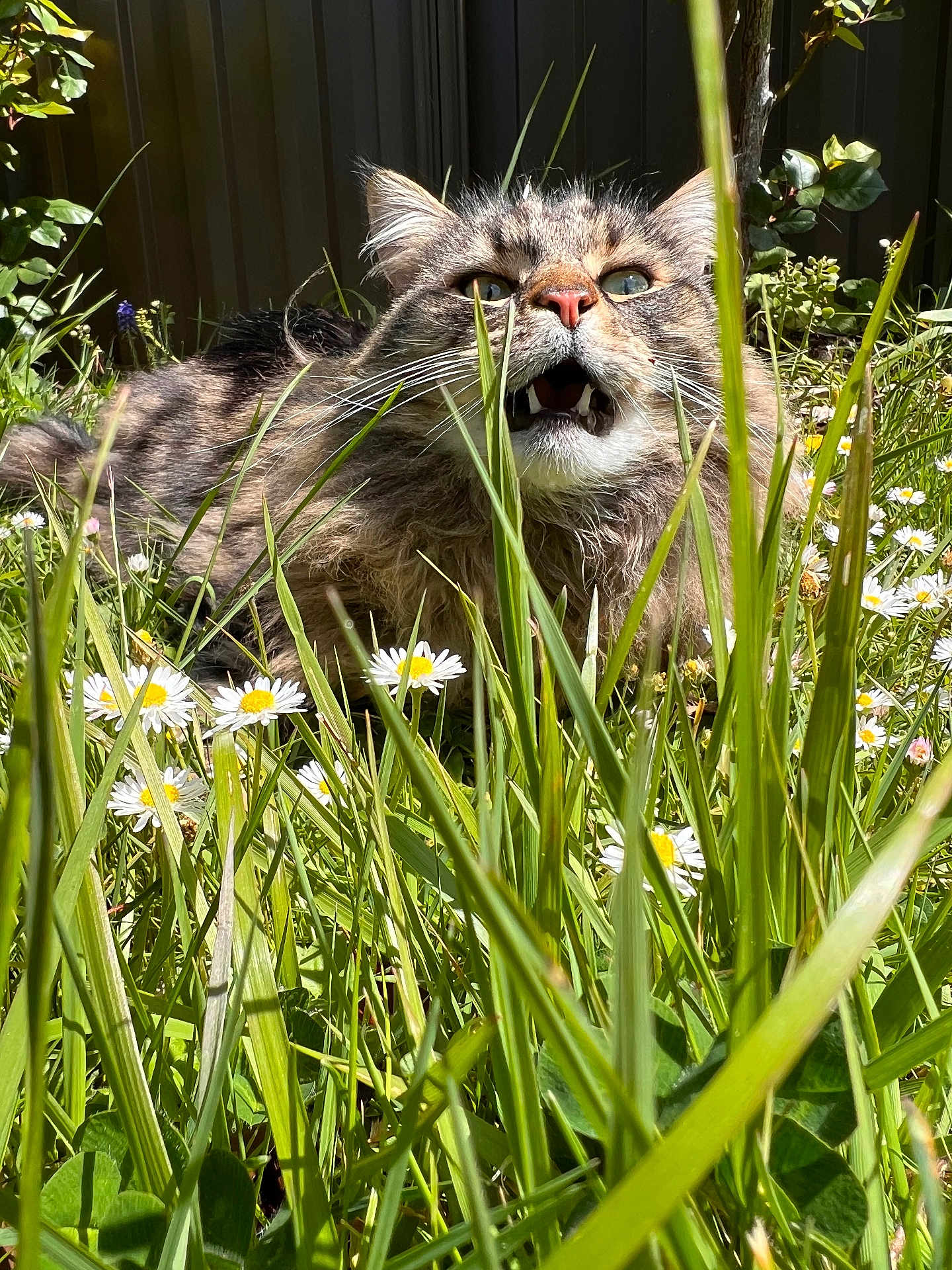 Miller participe au concours pour gagner de l'argent avec cette photo : cat, grass, daisy, flower, garden, outdoor, sunlight, greenery, feline, pet, nature, animal, whiskers, fur, closeup, summer, leaf, plant, meow, wild