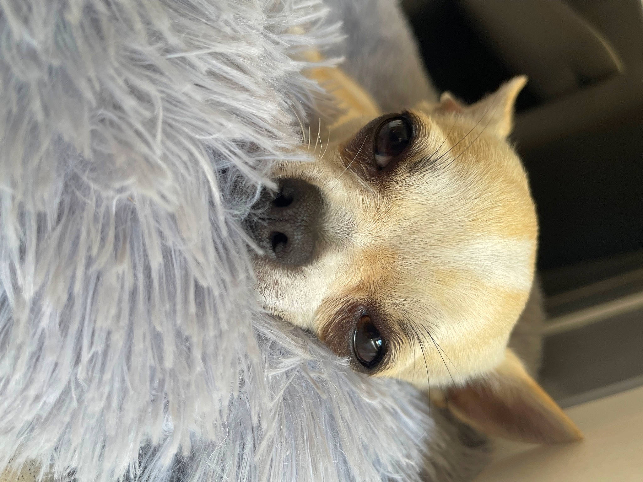 Slash a rejoint le concours — aidez-le/la à gagner de superbes lots ! canidae, carnivore, claw, close_up, companion_dog, dog, dog_breed, eye, eyelash, fur, japanese_spitz, pomeranian, small_terrier, snout, spitz, sporting_group, terrestrial_animal, toy_dog, whiskers, wildlife