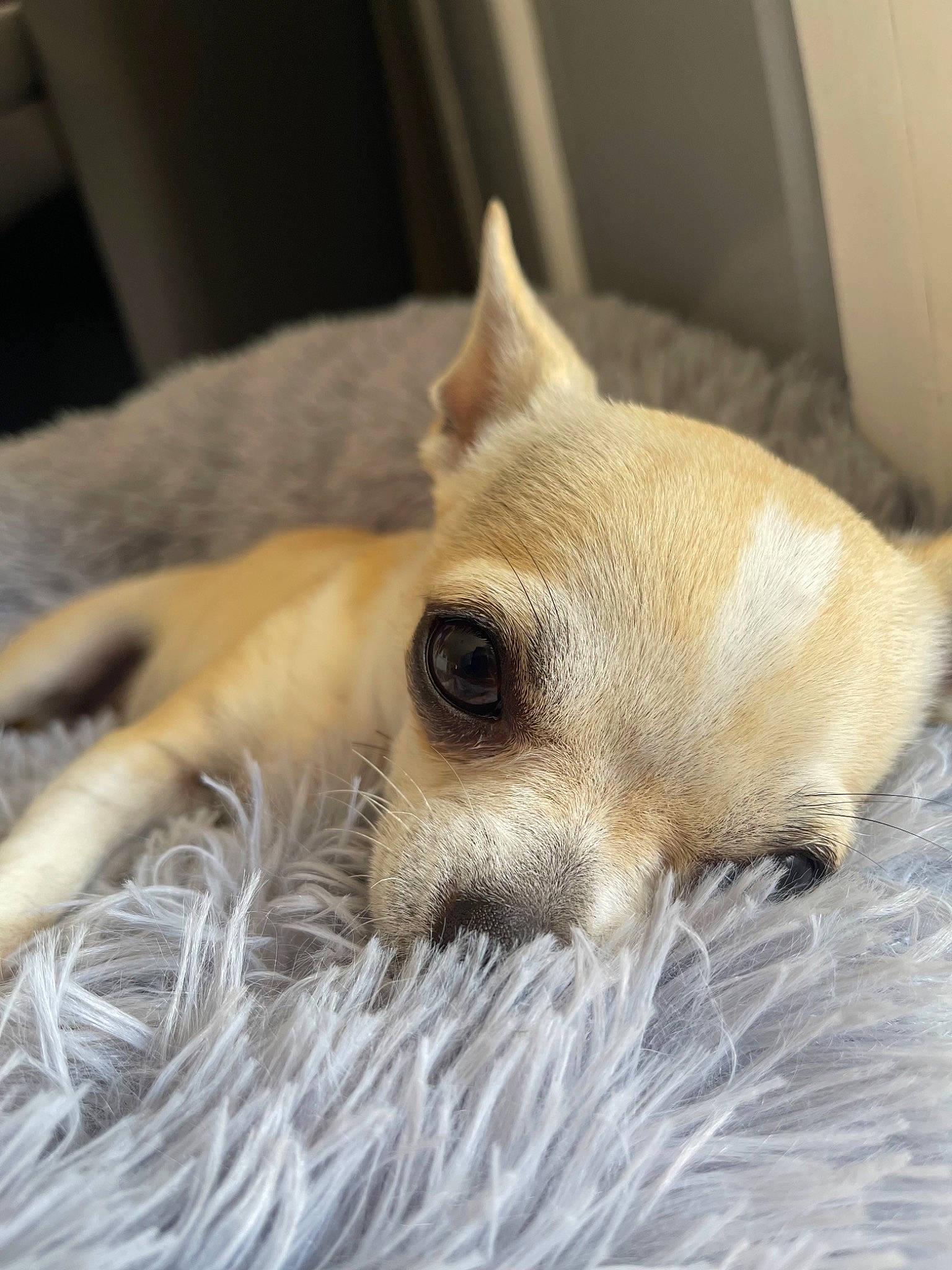 Slash a rejoint le concours — aidez-le/la à gagner de superbes lots ! canidae, carnivore, clock, comfort, companion_dog, dog, dog_breed, ear, fawn, fur, nap, non_sporting_group, snout, sporting_group, tail, terrestrial_animal, toy_dog, whiskers, wildlife, working_animal