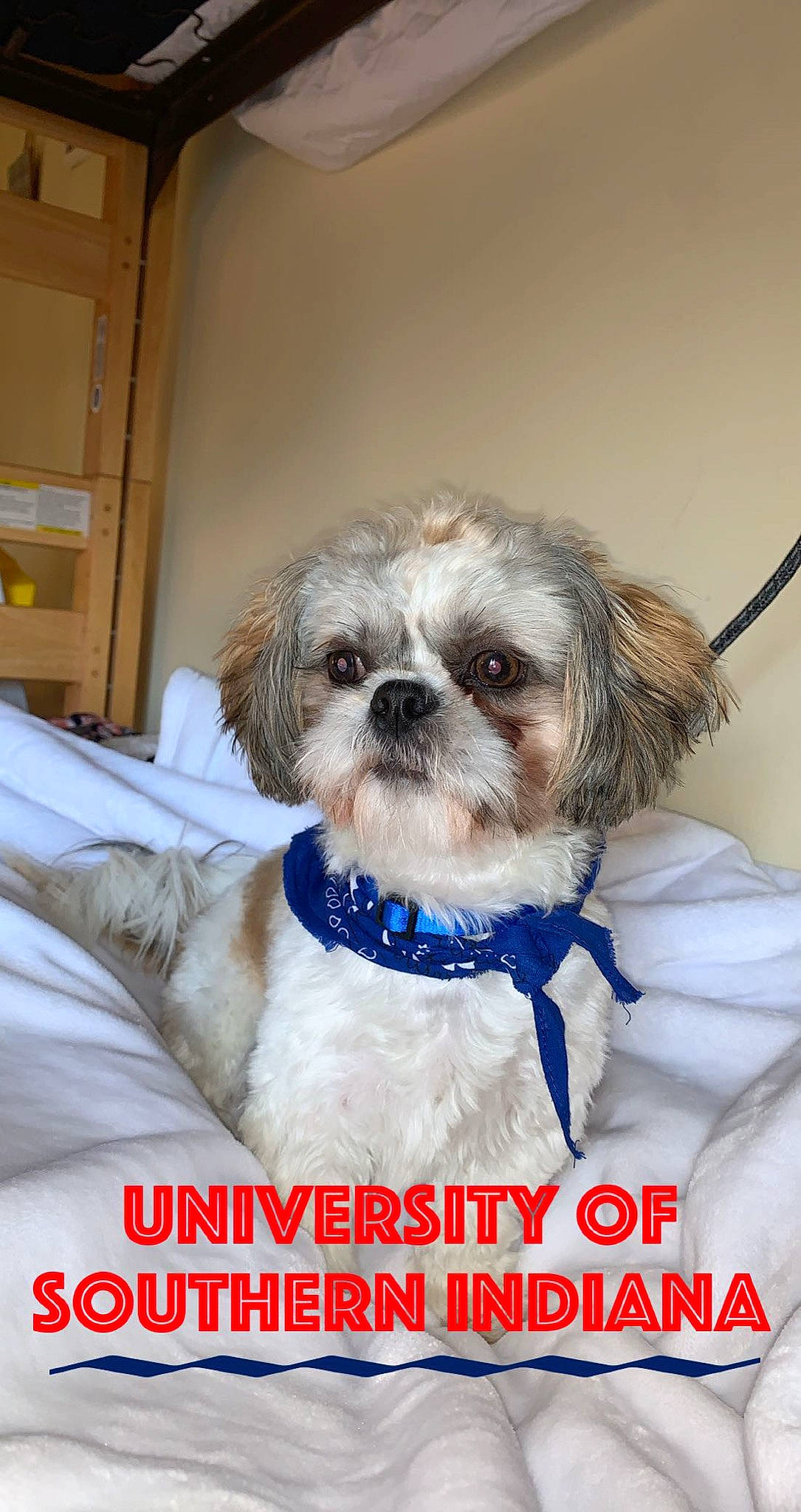 Peanut joined the competition — help win amazing prizes! canidae, carnivore, chinese_imperial_dog, companion_dog, dog, dog_breed, lhasa_apso, lowchen, mal_shi, maltepoo, mammal, non_sporting_group, pekapoo, photo_caption, puppy, puppy_love, rare_breed_dog, shih_tzu, snout, toy_dog