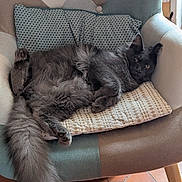 Azzaro participe au concours pour gagner de l'argent avec cette photo : cat, gray_cat, fluffy, feline, pet, indoor, cushion, armchair, relaxed, resting, fur, tail, whiskers, paws, household, cozy, domestic, animal, cute, comfort