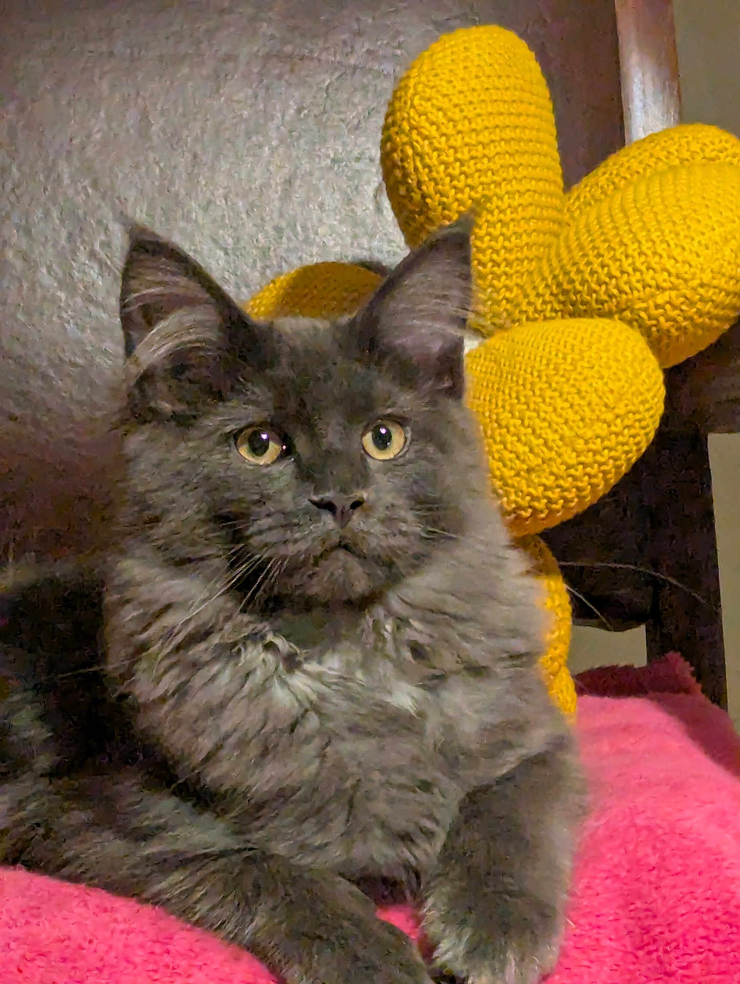 Azzaro participe au concours pour gagner de l'argent avec cette photo : cat, gray_cat, fluffy, pet, animal, knitted_flower, yellow, pink_blanket, indoor, cute, feline, whiskers, ears, eyes, resting, cozy, texture, closeup, portrait, domestic_cat