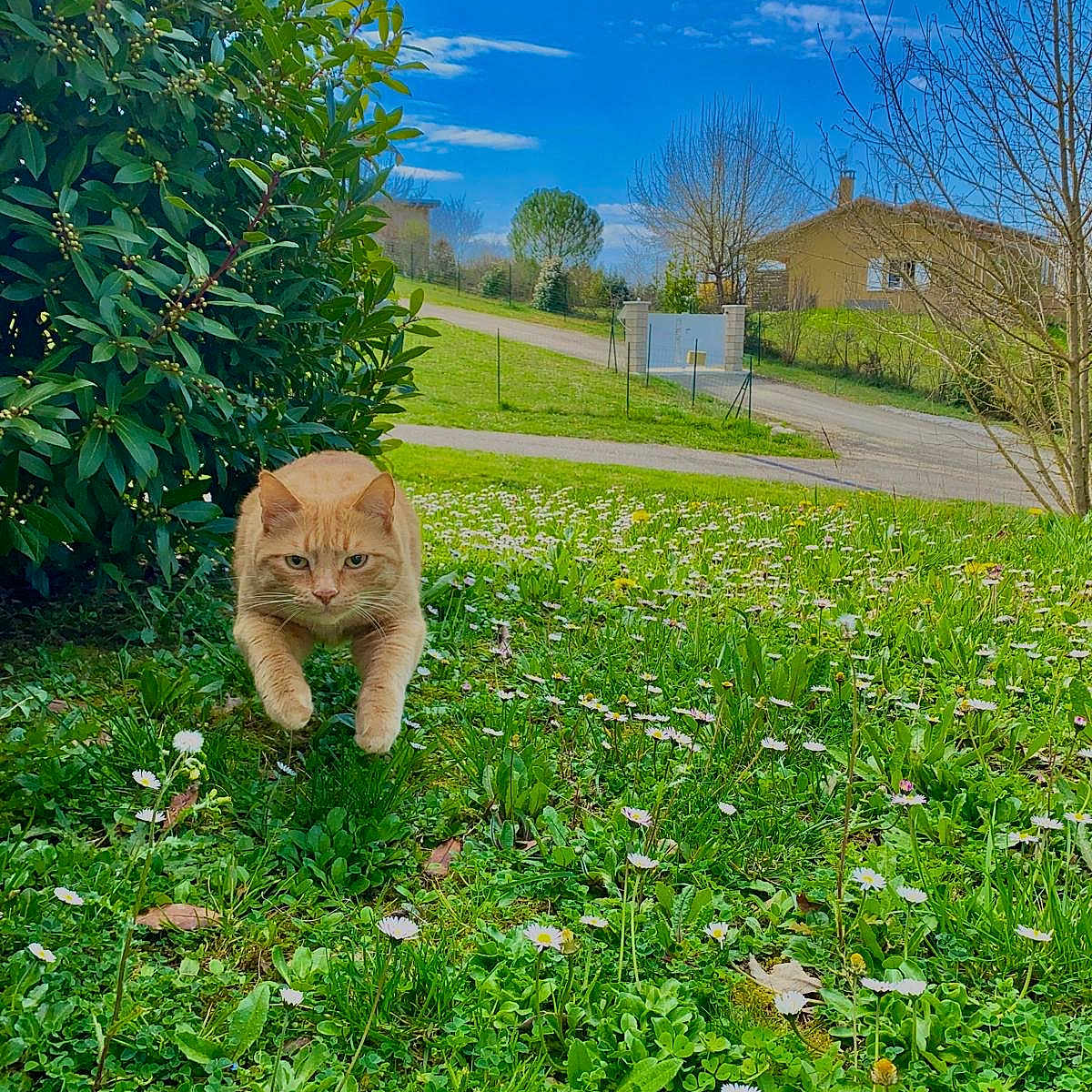 Roulio a rejoint le concours — aidez-le/la à gagner de superbes lots ! animal, canine, cat, dog, field, flower, grass, grassland, green, herbal, herbs, nature, outdoors, park, pet, plant, puppy, tree, vegetation, yard