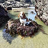 dog, seaweed, rock, water, tidal_pool, cliffs, outdoor, nature, sunlight, beach, clear_water, pet, animal, coast, summer, scenic, wildlife, landscape, canine, adventure