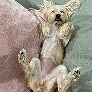 Tango is registered to the contest to win money with this photo: dog, pet, couch, pillow, relaxed, fluffy, light_colored, indoor, paw, ears, fur, animal, cute, lying_down, cozy, upside_down, comfort, home, resting, canine