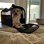 Tango is registered to the contest to win money with this photo: dog, pet_carrier, indoor, counter, window, sunlight, small_dog, fur, mesh, zipper, home, cushion, relaxing, animal, house, daylight, white_fur, looking, domestic, companion