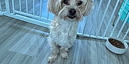 Tango is registered to the contest to win money with this photo: dog, small_dog, pet, indoor, baby_gate, dog_food, floor, plush_toy, curious, sitting, fur, white_gate, wooden_floor, animal, companion, cute, domestic, household, looking_up, toy