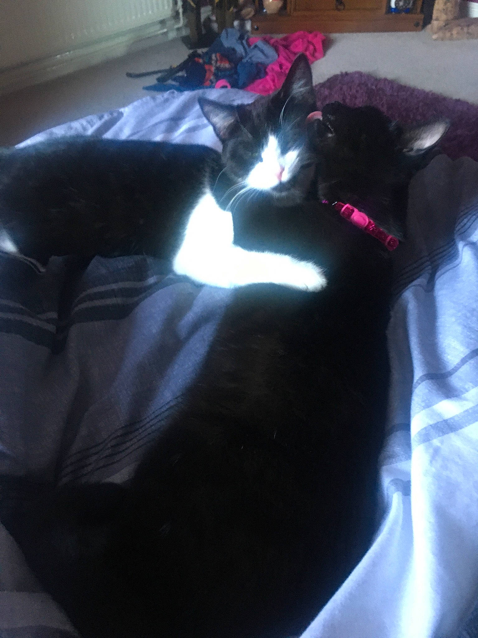 Scamp is registered to the contest to win money with this photo: black, black_cat, carnivore, cat, comfort, ear, felidae, furniture, light, small_to_medium_sized_cats, tail, whiskers