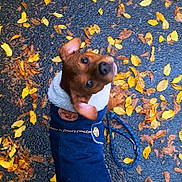 Terreur a rejoint le concours — aidez-le/la à gagner de superbes lots ! autumn, brown, canine, clothing, coat, curious, dog, fall, footwear, leash, leaves, looking_up, outdoor, pavement, pet, season, shoes, small_dog, wet, yellow