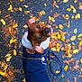 autumn, brown, canine, clothing, coat, curious, dog, fall, footwear, leash, leaves, looking_up, outdoor, pavement, pet, season, shoes, small_dog, wet, yellow