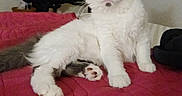 Chouchoute participe au concours pour gagner de l'argent avec cette photo : animal, bed, cat, chair, computer_monitor, curious, feline, fur, gray_cat, house, indoor, looking, paw, pet, quilted_blanket, red_blanket, sitting, whiskers, white_cat, wide_eyes