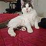 animal, bed, cat, chair, computer_monitor, curious, feline, fur, gray_cat, house, indoor, looking, paw, pet, quilted_blanket, red_blanket, sitting, whiskers, white_cat, wide_eyes