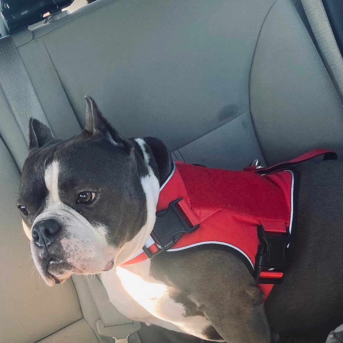 Star joined the competition — help win amazing prizes! alert, animal, backseat, canine, car_interior, daylight, dog, domestic_animal, harness, indoors, leash, pet, resting, seat, seatbelt, short_hair, side_view, sunlight, transportation, window