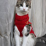 Little Man joined the competition — help win amazing prizes! cat, animal, pet, sweater, red_sweater, knitted_clothing, indoor, curtain, couch, feline, white_fur, tabby, striped_tail, sitting, alert, portrait, domestic_animal, cute, cozy, holiday