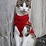 cat, animal, pet, sweater, red_sweater, knitted_clothing, indoor, curtain, couch, feline, white_fur, tabby, striped_tail, sitting, alert, portrait, domestic_animal, cute, cozy, holiday