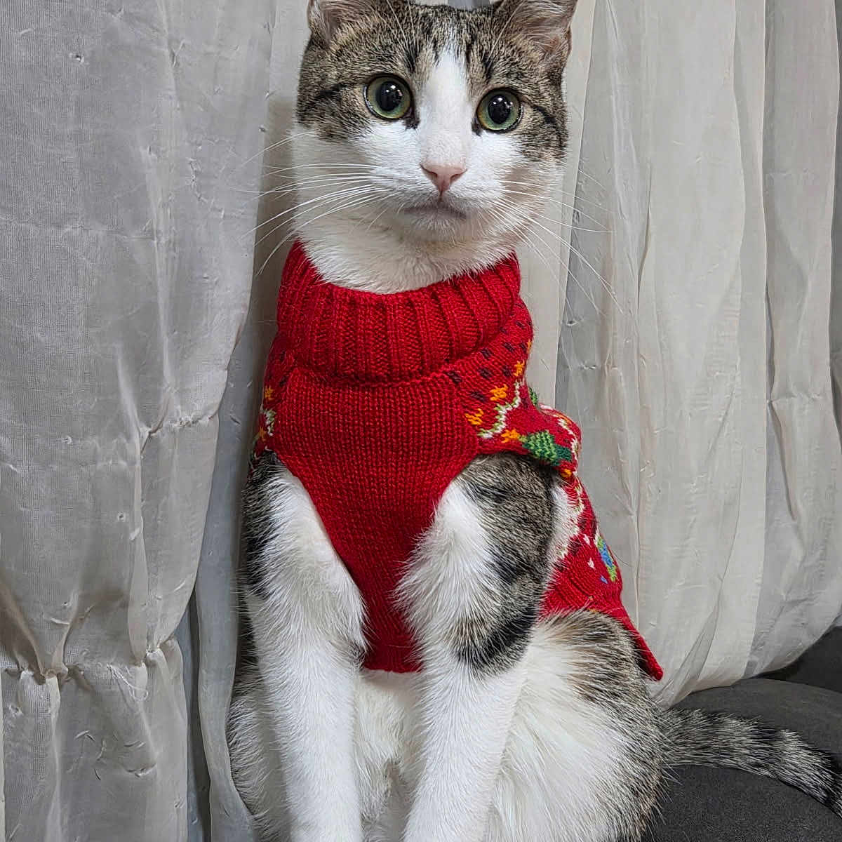 Little Man joined the competition — help win amazing prizes! cat, animal, pet, sweater, red_sweater, knitted_clothing, indoor, curtain, couch, feline, white_fur, tabby, striped_tail, sitting, alert, portrait, domestic_animal, cute, cozy, holiday