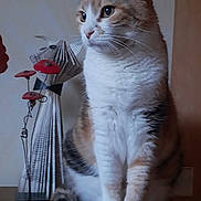 Chipie a rejoint le concours — aidez-le/la à gagner de superbes lots ! animal, background, calico_cat, cat, close_up, decor, domestic, ears, feline, flower, fur, indoor, looking_away, paper_sculpture, pet, sitting, table, tail, whiskers, wooden_surface
