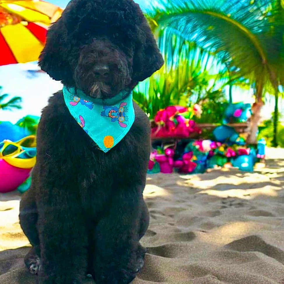 Milena is registered to the contest to win money with this photo: animal, bandana, beach, black_dog, colorful, cute, dog, fluffy, nature, outdoor, palm_tree, pet, portrait, sand, sitting, summer, sunny, tropical, umbrella, vacation